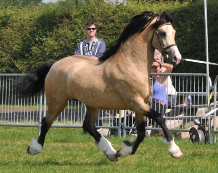 Trevallion Enzo - Welsh Section D Stallion